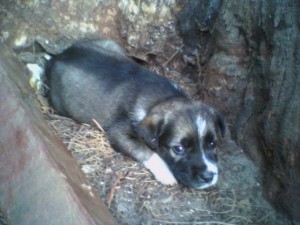 Dog Cowering