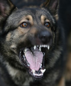 Dog Showing Teeth