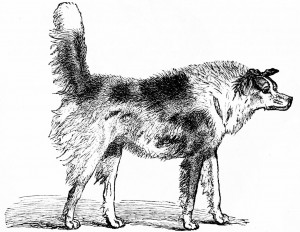 Hair Sticking Up Dog