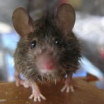 Is Your Landlord Responsible For Mice