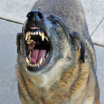How Liable Is The Owner For A Dog Bite